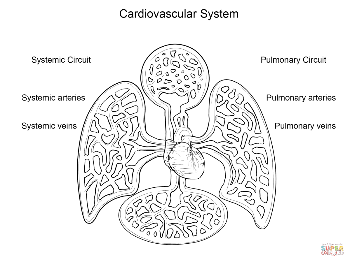 Circulatory System Coloring - Coloring Pages for Kids and for Adults