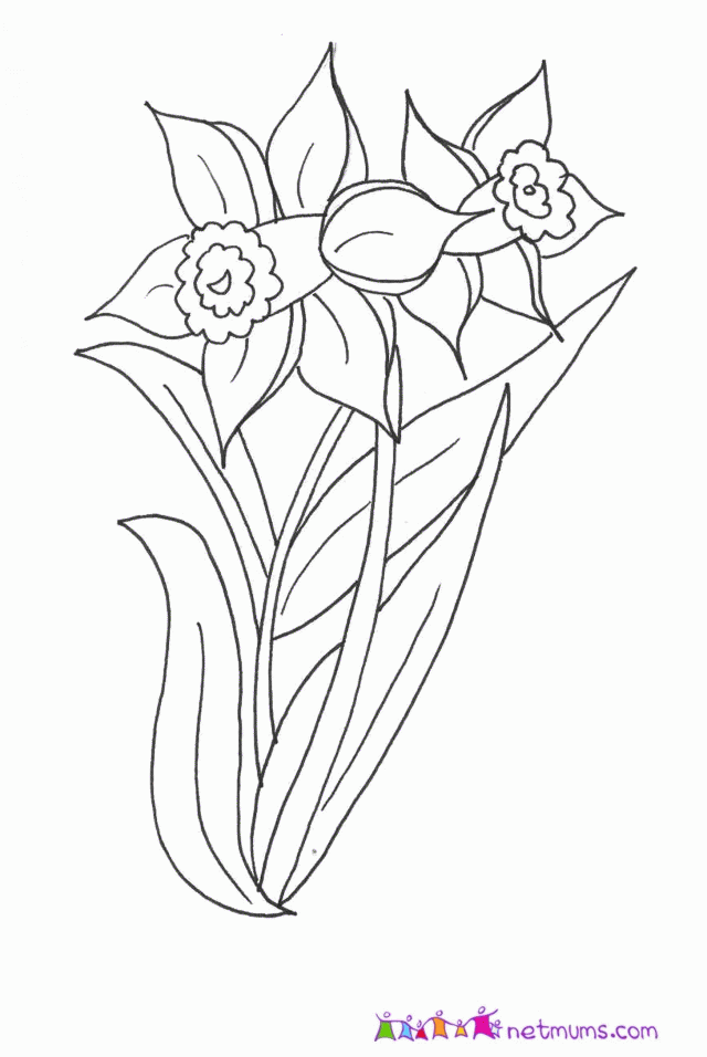 Welsh Daffodils Colouring Pages - Clip Art Library