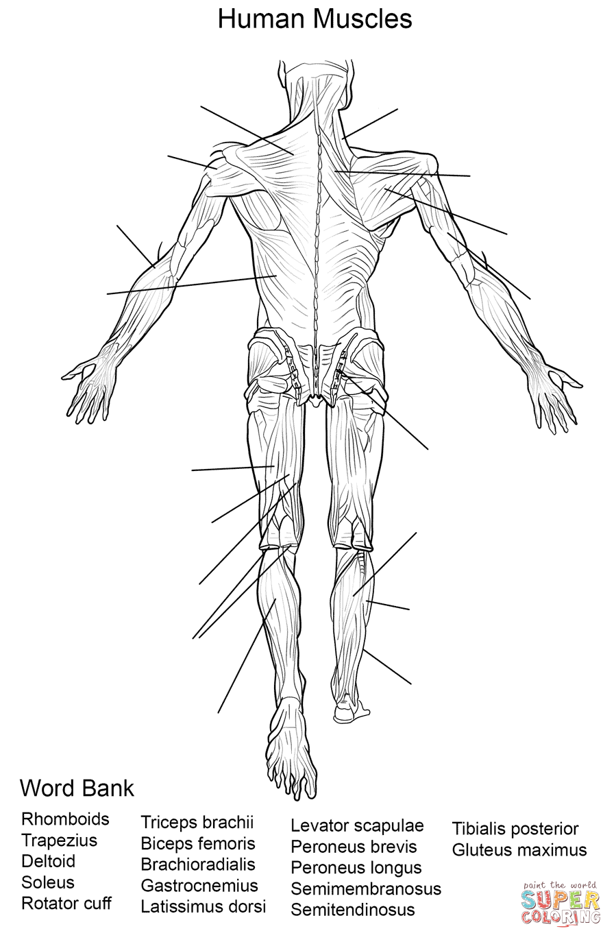 Human Muscles Back View Worksheet coloring page | Free Printable ...