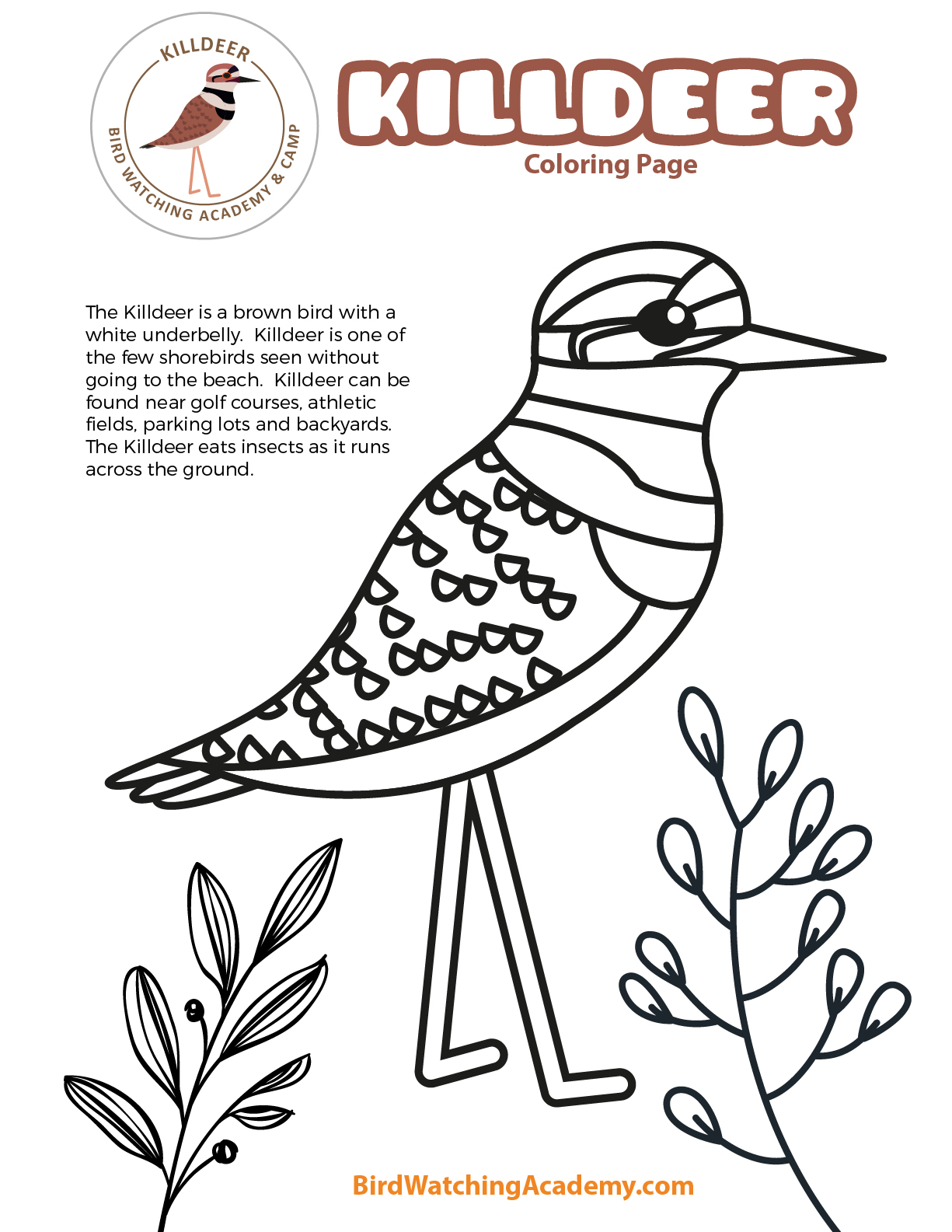 Killdeer Coloring Page - Bird Watching Academy