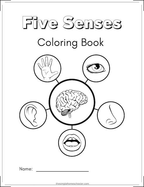 Best 5 Senses Coloring Page: Free & Easy Print! Simple Homeschooler 