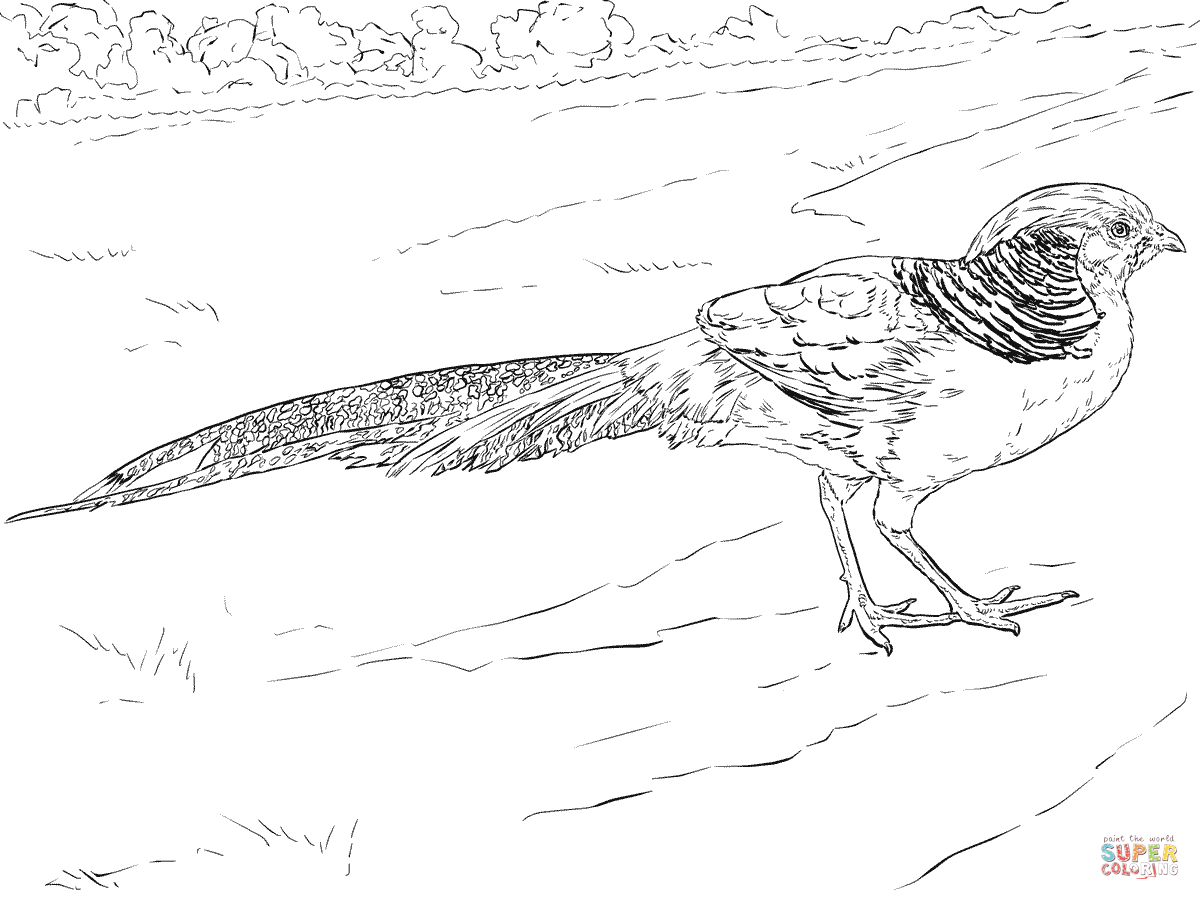 Golden Pheasant Walking coloring page | Free Printable Coloring Pages