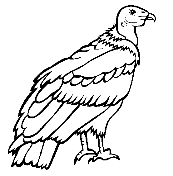 Andean Condor coloring page - Animals Town - animals color sheet - Andean  Condor free printable coloring pages animals