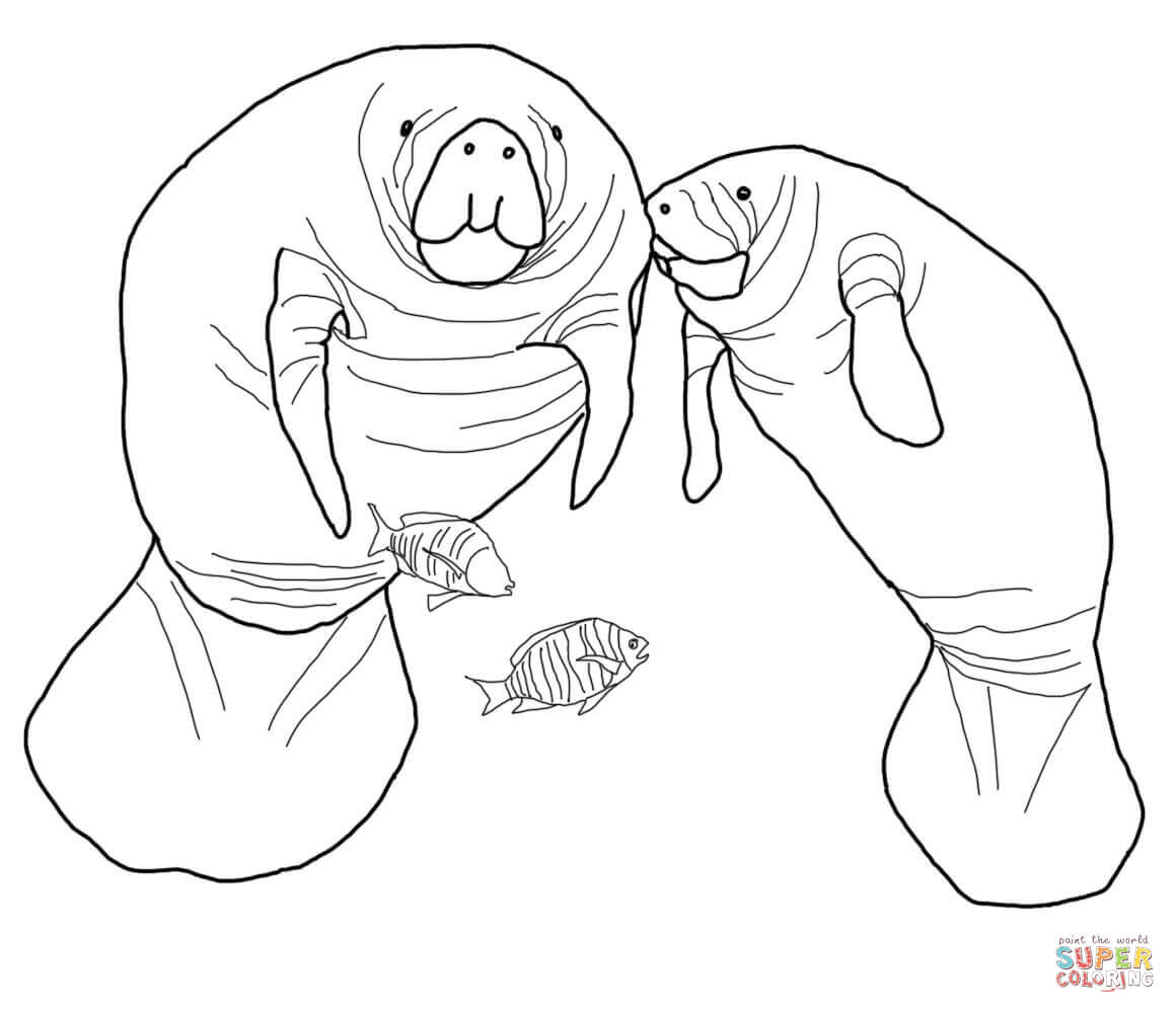 Florida Manatee coloring page | Free Printable Coloring Pages