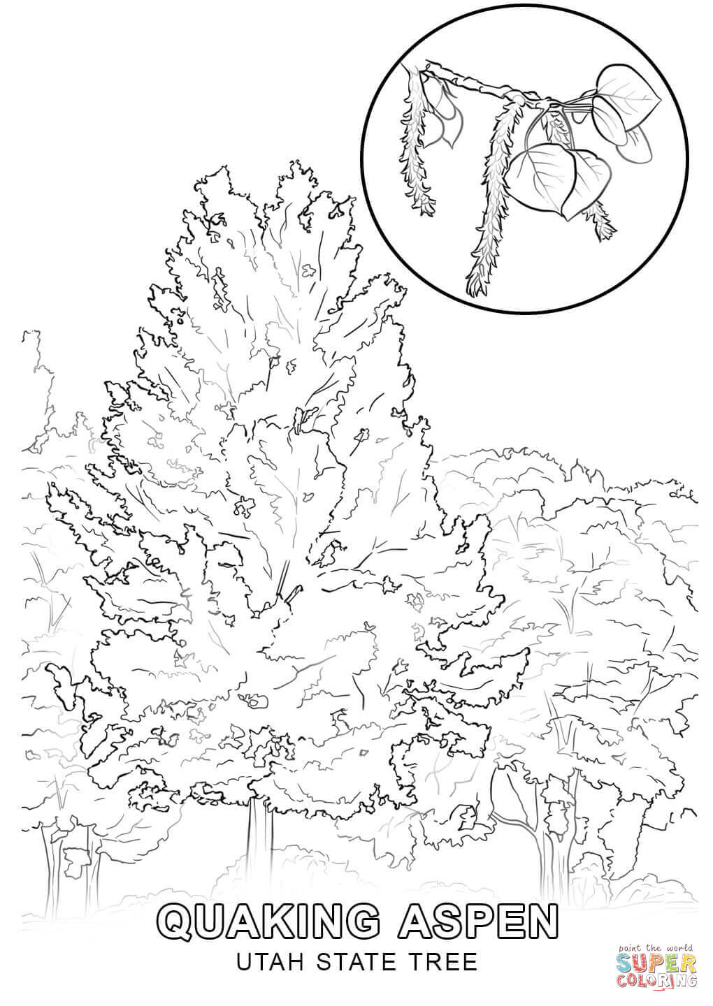 Utah State Tree coloring page | Free Printable Coloring Pages