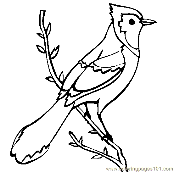Blue Jay printable coloring page for kids and adults | Bird ...