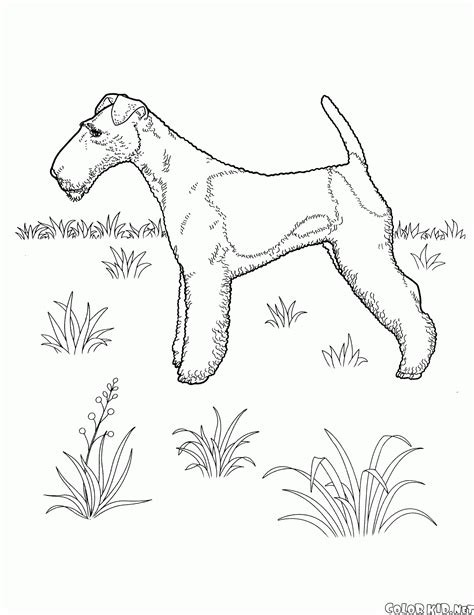 Airedale Terrier Colouring Pages - Free Colouring Pages
