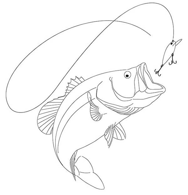 Drawing of a Largemouth Bass on Behance