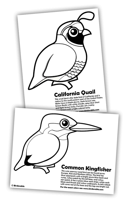 Quail and Kingfisher Coloring Pages in Free Downloads, Coloring Pages