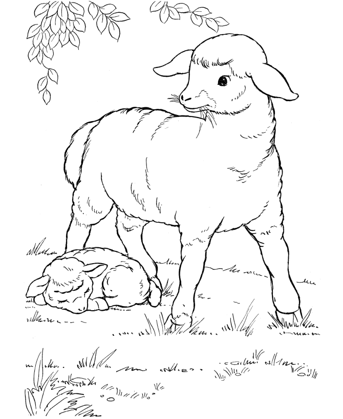 Farm Animal Coloring Pages | Mother Sheep Coloring Page and Kids ...