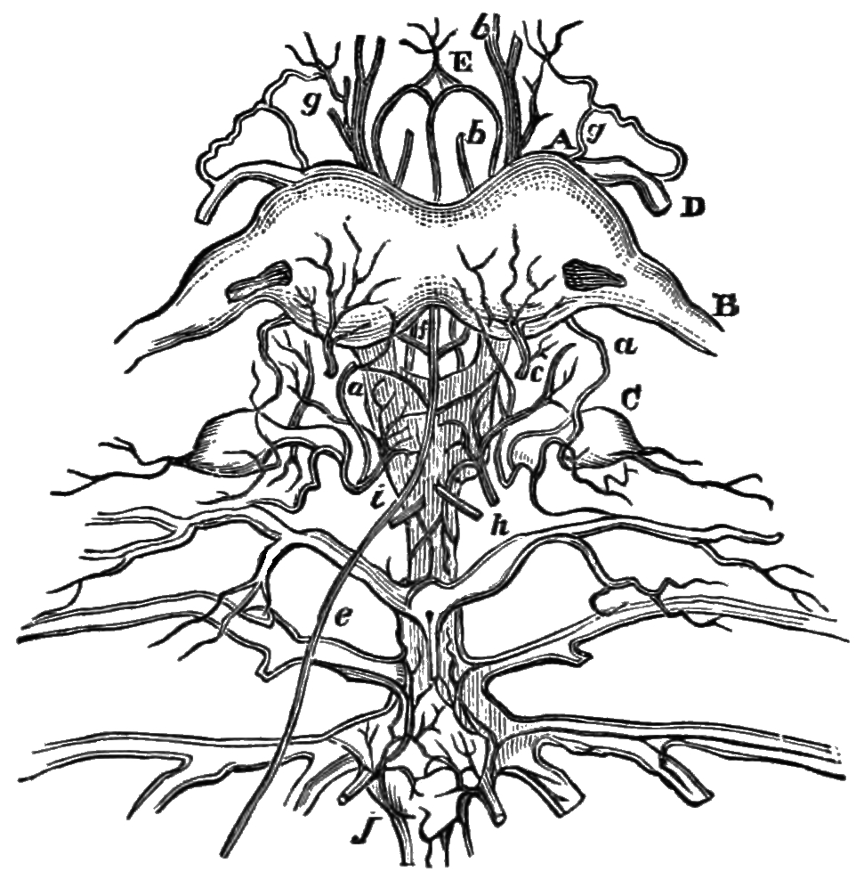 File:PSM V09 D740 Nervous system of the privet moth in pupa state.jpg -  Wikimedia Commons