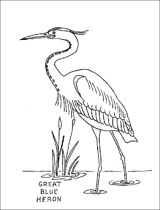 Coloring page Great Blue Heron | Coloring pages | Bird coloring pages, Heron  art, Blue heron