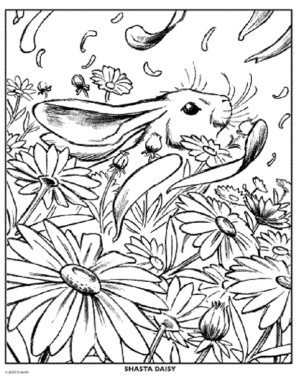 Daisy Flower Coloring Page | crayola.com