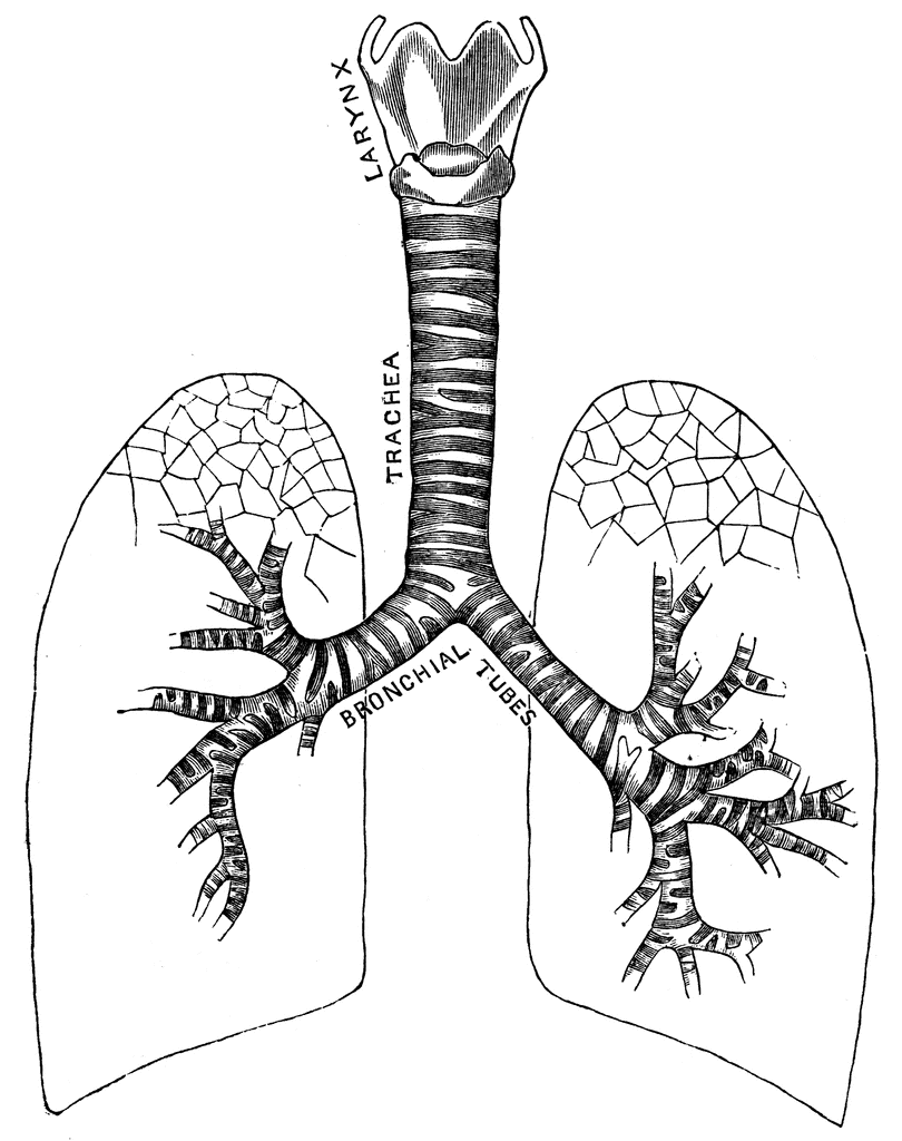 Respiratory System Clipart - Clipart Kid