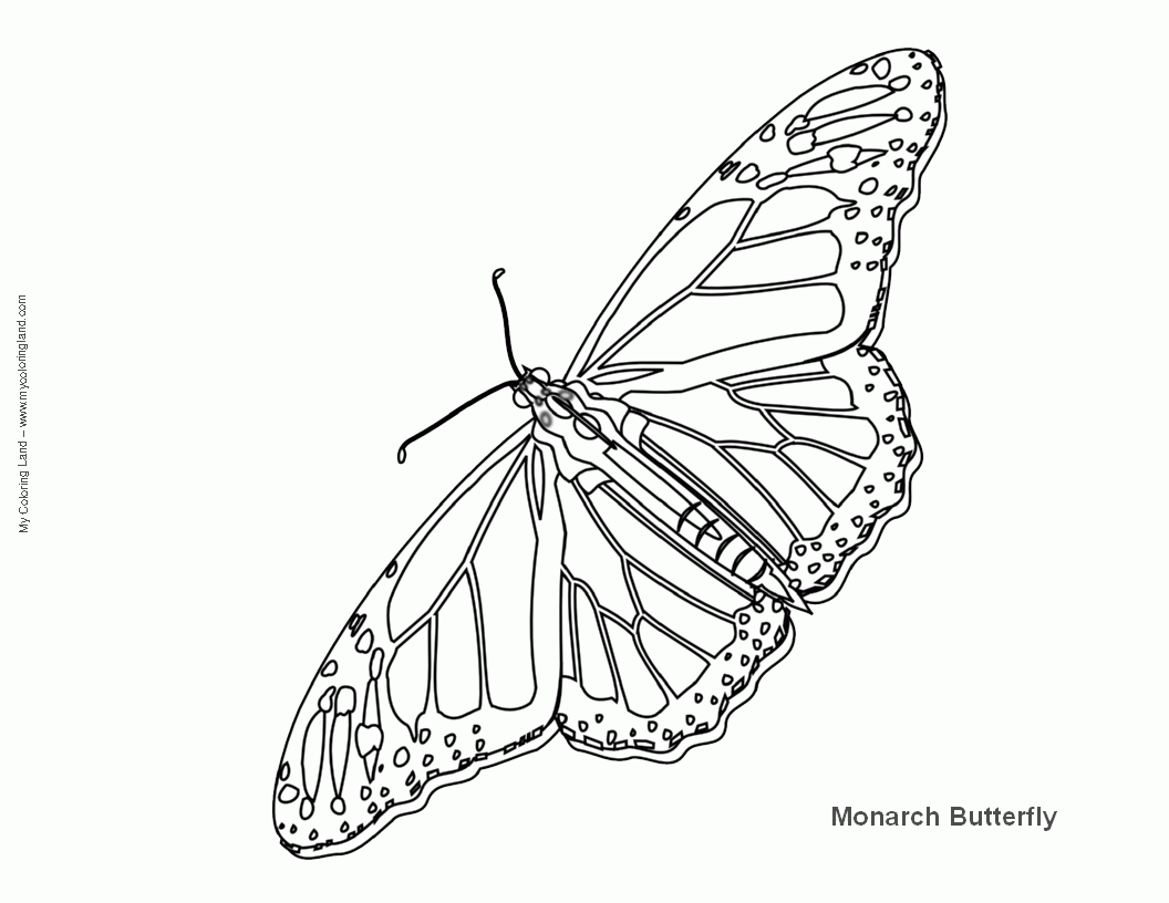12 Pics of Monarch Butterfly Life Cycle Coloring Page - Butterfly ...
