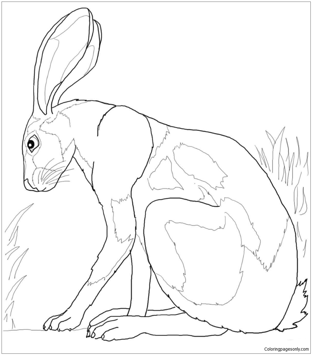 Desert Hare Coloring Pages - Deserts Coloring Pages - Coloring Pages For  Kids And Adults