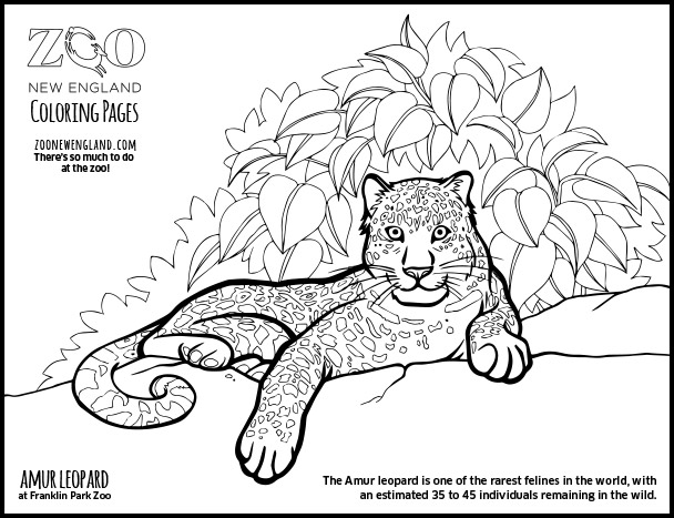 Drawing Leopard #9834 (Animals) – Printable coloring pages