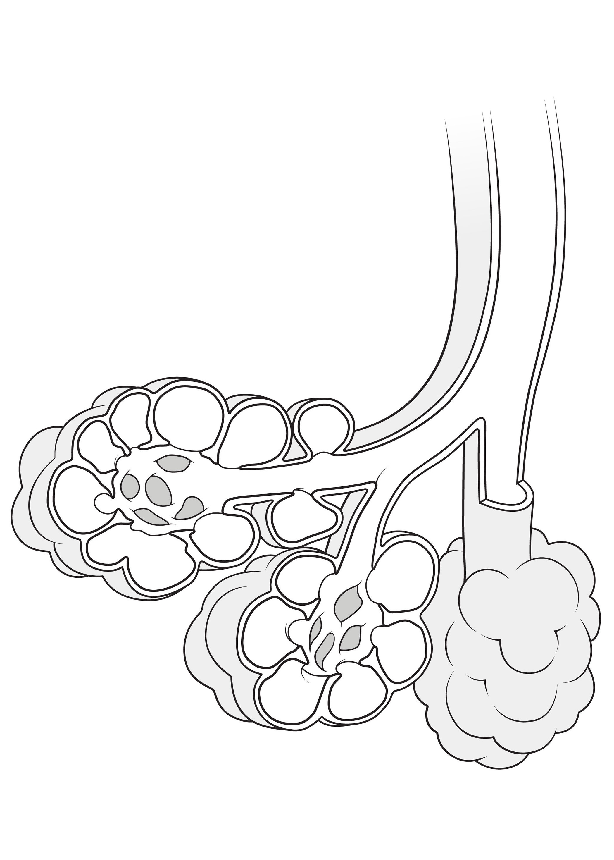 Alveoli in the Lungs: Anatomy Sketch