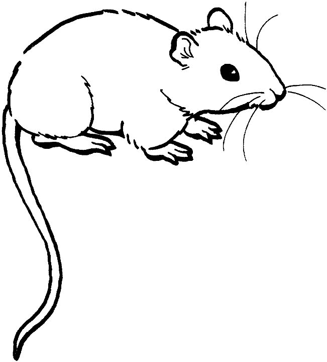 rat colouring pages - Clip Art Library