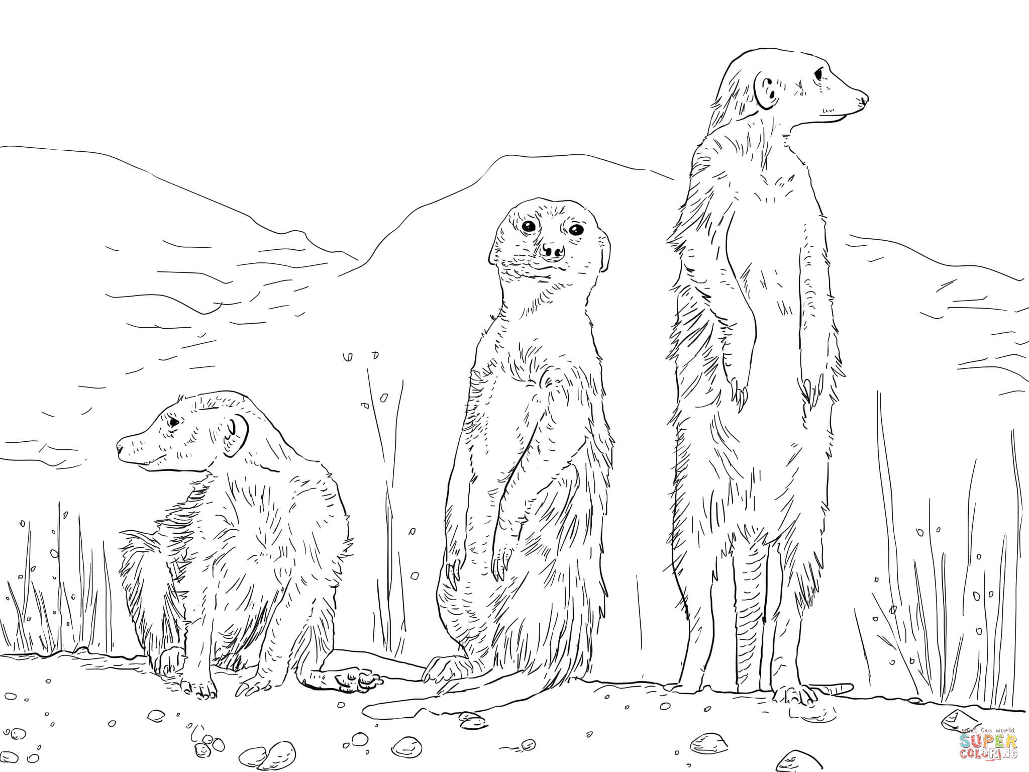 Meerkats coloring pages | Free Coloring Pages