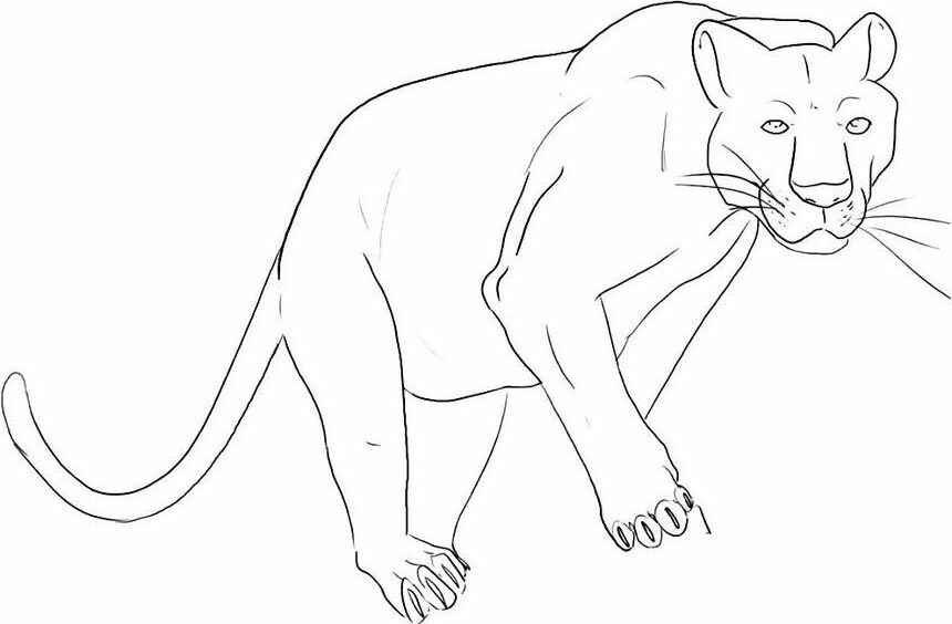 Panther coloring color page sheet free printable | bushcraft and ...