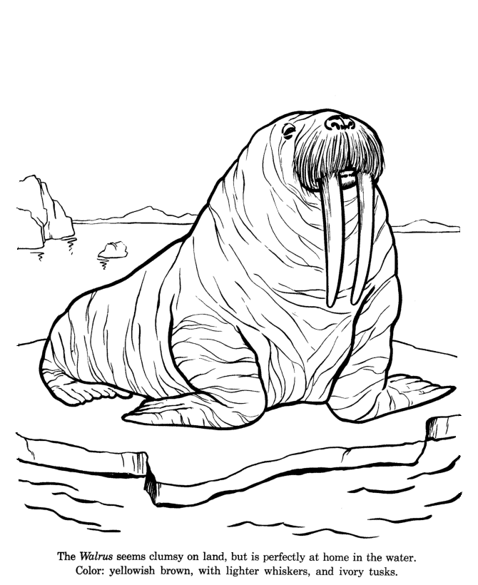 Animal Drawings Coloring Pages | Walrus animal identification 