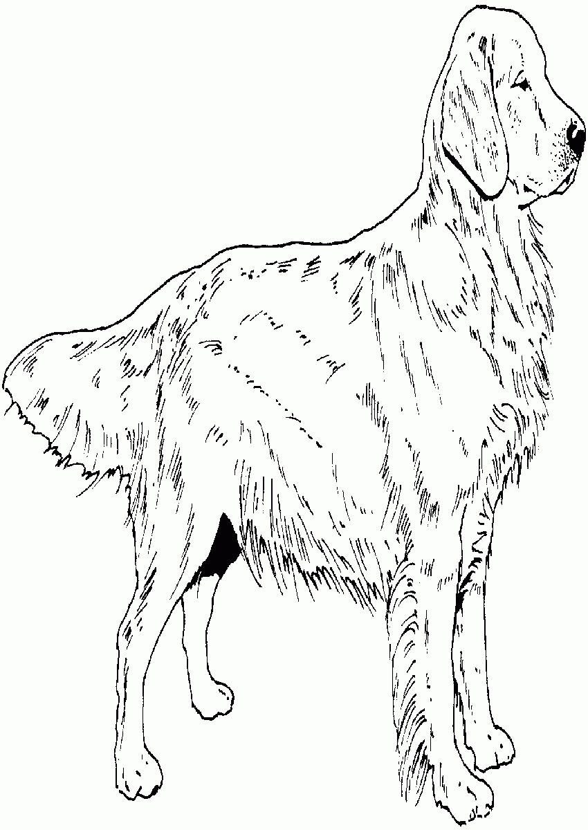 Golden Retriever Puppy Coloring Pages Printable | Best Coloring ...
