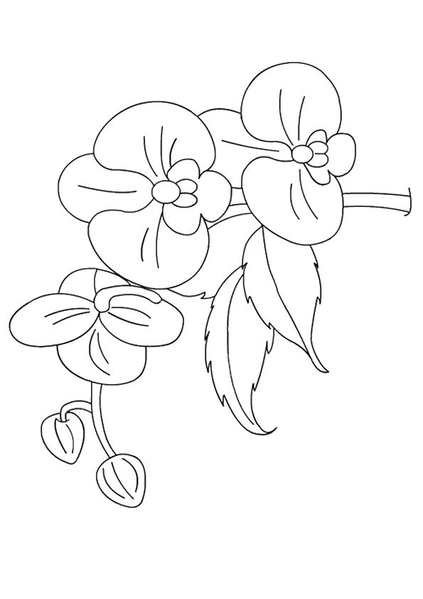 Free & Printable Orchids Flower Coloring Picture, Assignment Sheets  Pictures for Child | Parentune.com