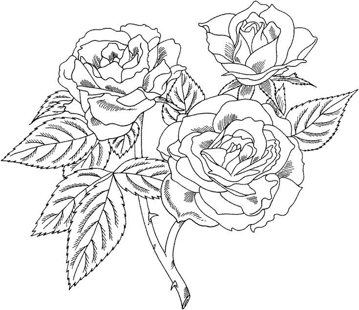 Free Printable Roses Coloring Pages For Kids | Flower coloring pages, Rose  coloring pages, Mandala coloring pages