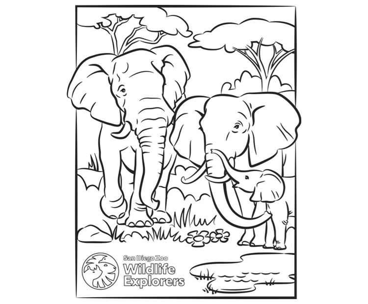 Coloring Page: Elephant Family | San Diego Zoo Wildlife Explorers