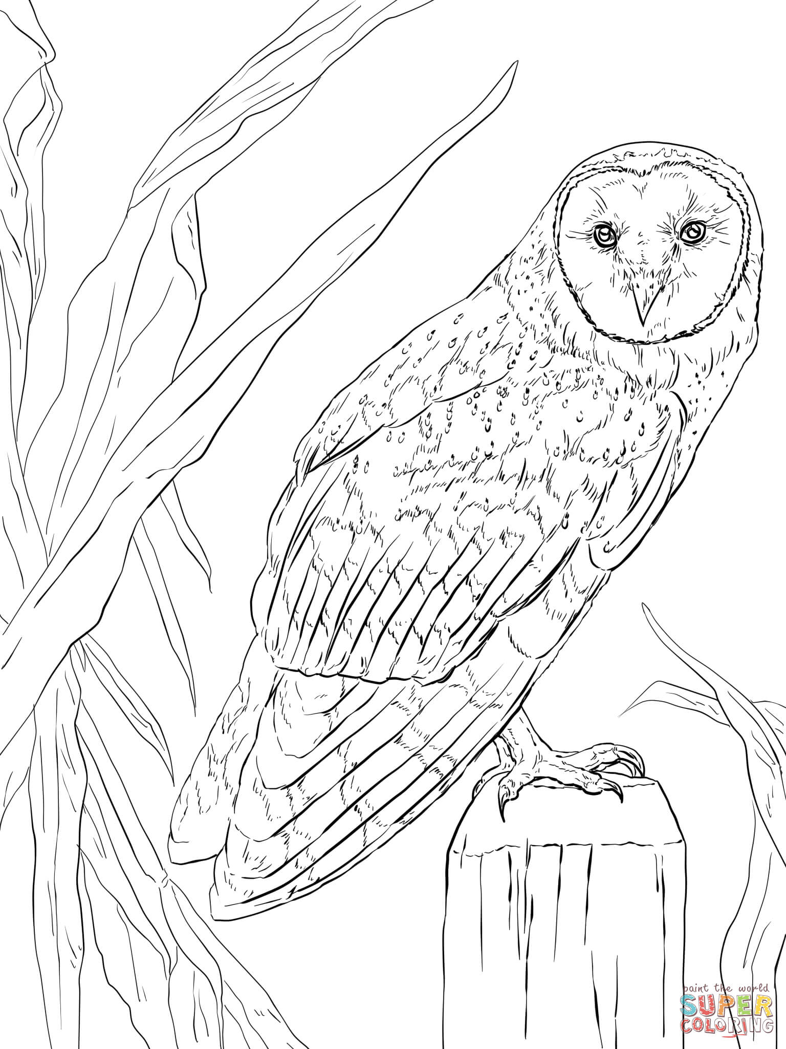 Barn Owl coloring page | Free Printable Coloring Pages