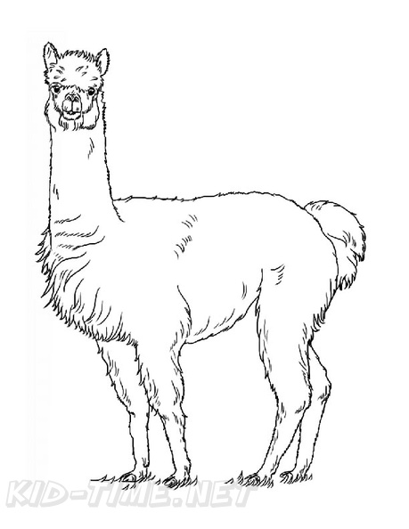 Alpaca Coloring Book Page | Free Coloring Book Pages Printables