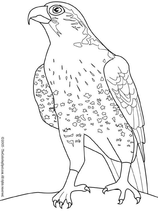 Falcon Coloring Page | Audio Stories for Kids | Free Coloring Pages |  Colouring Printables
