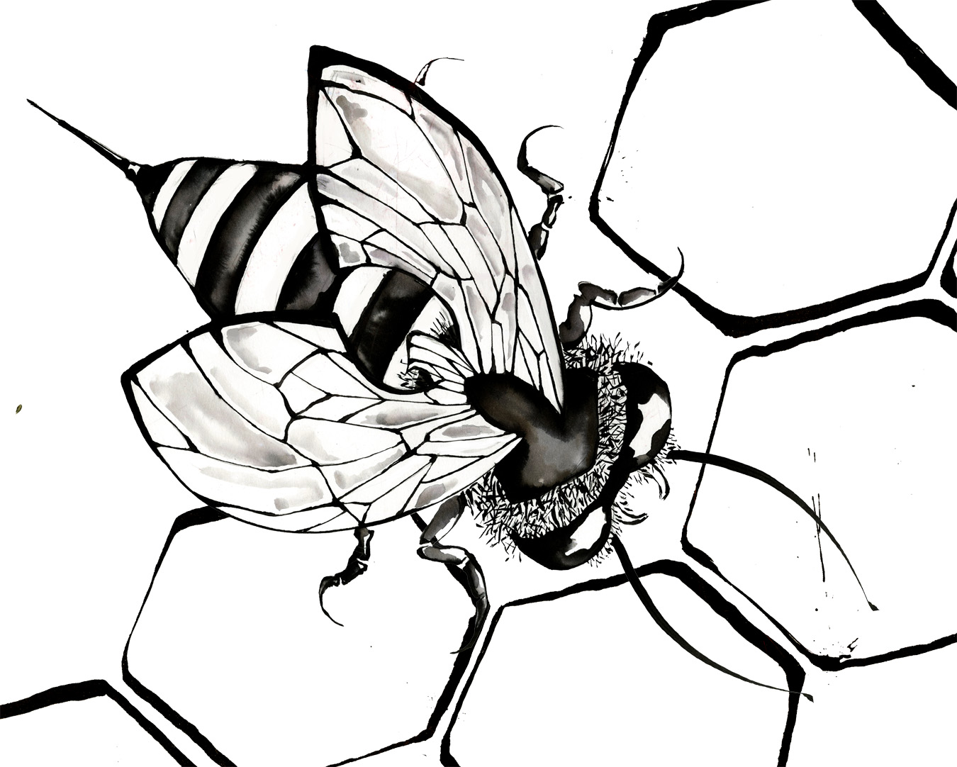 Free Bee Drawing, Download Free Clip Art, Free Clip Art on Clipart Library