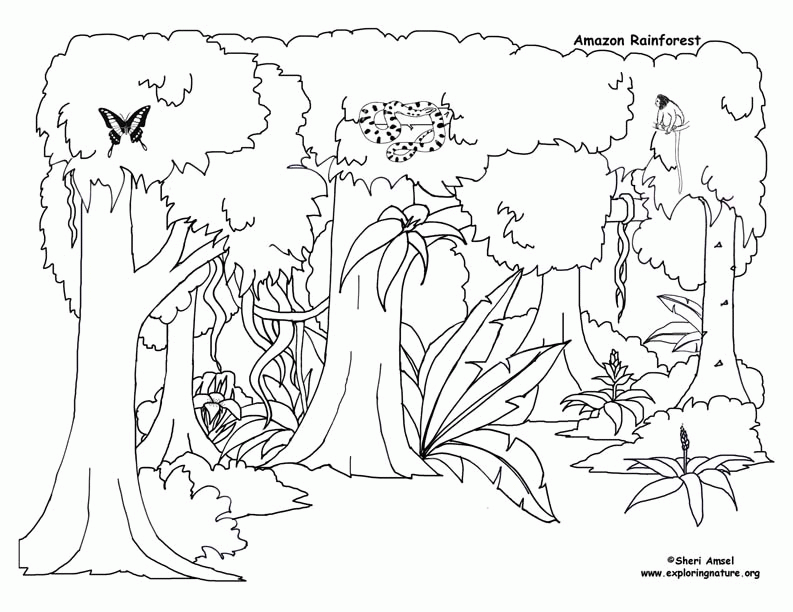 amazon rainforest coloring pages - Clip Art Library