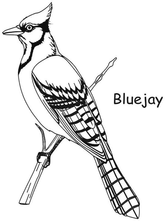 Blue jay coloring pages | Coloring Pages for Free