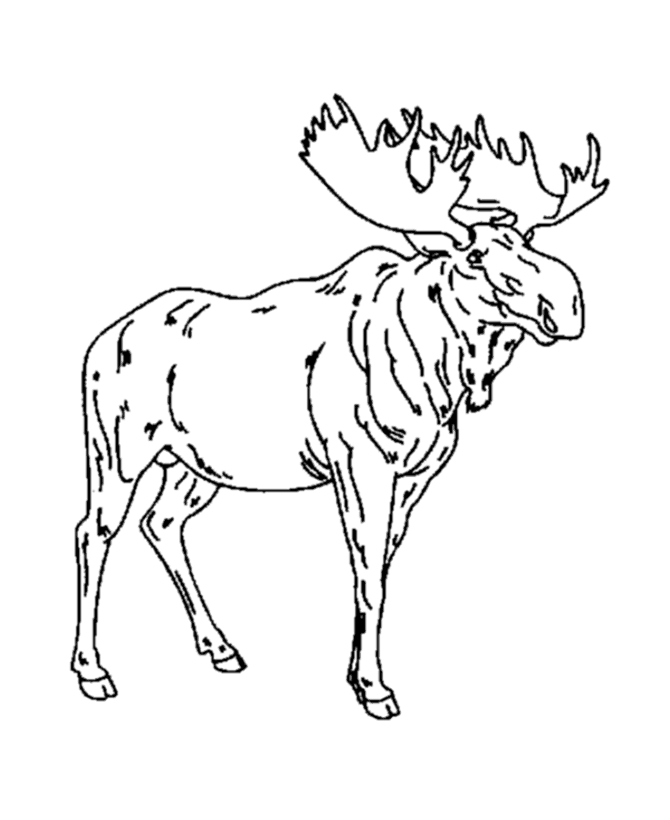 Step by Step to Color Moose Coloring Pages - Toyolaenergy.com