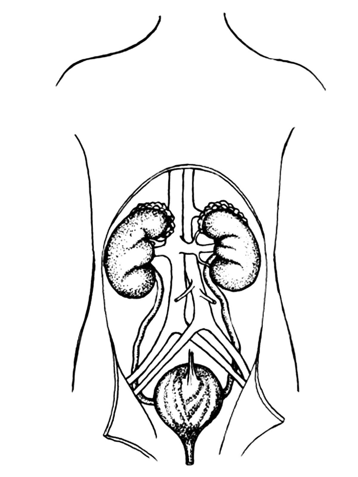 Online coloring pages Coloring page Kidney and bladder body parts, Download  print coloring page.