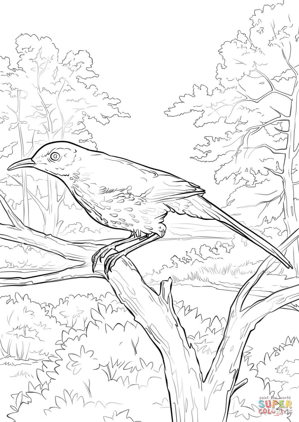 Brown Thrasher coloring page | Free Printable Coloring Pages