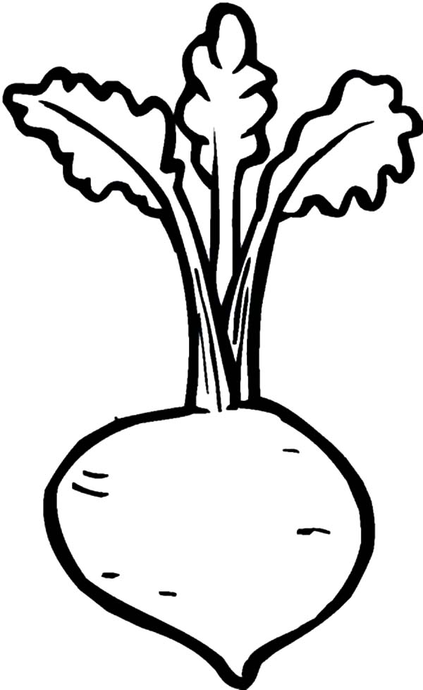 Pin on Beets Coloring Pages