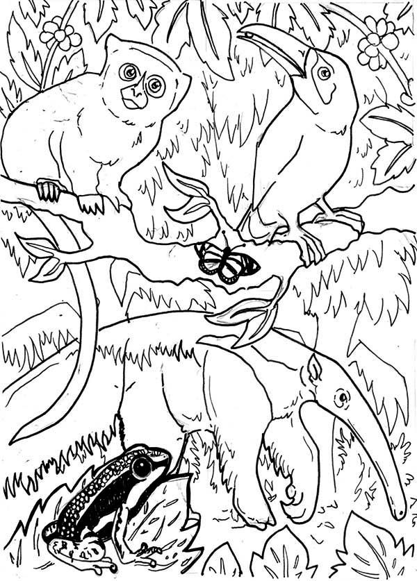 Amazing Rainforest Animals Coloring Page - Download & Print Online Coloring  Pages for Free | Color N… | Jungle coloring pages, Animal coloring pages, Coloring  pages