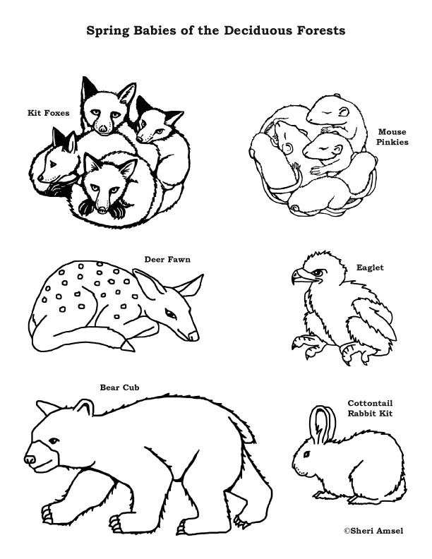 Baby Animals of the Deciduous Forest Coloring Page
