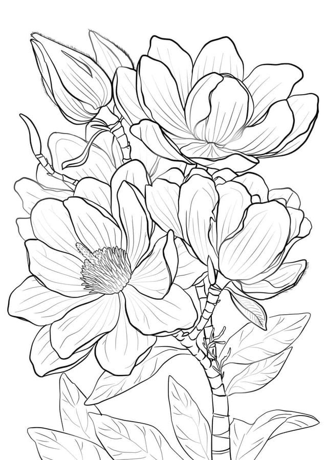 Coloring pages: Magnolia, printable for kids & adults, free to download