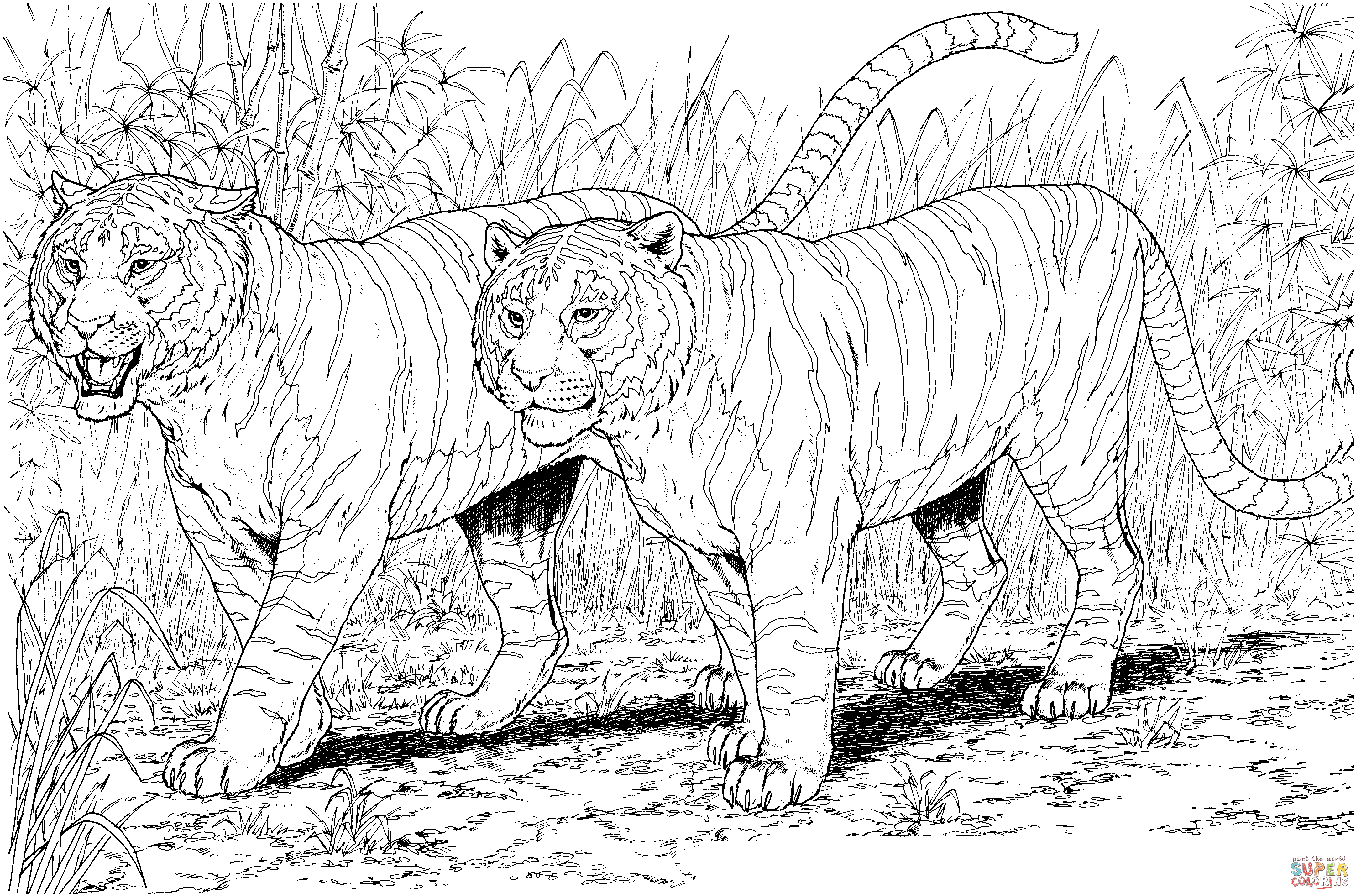 Two Tigers coloring page | Free Printable Coloring Pages