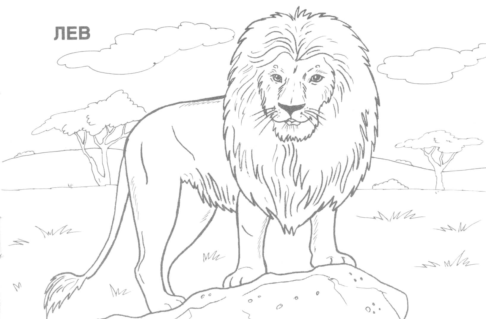 Wildlife Animal Coloring Pages - High Quality Coloring Pages