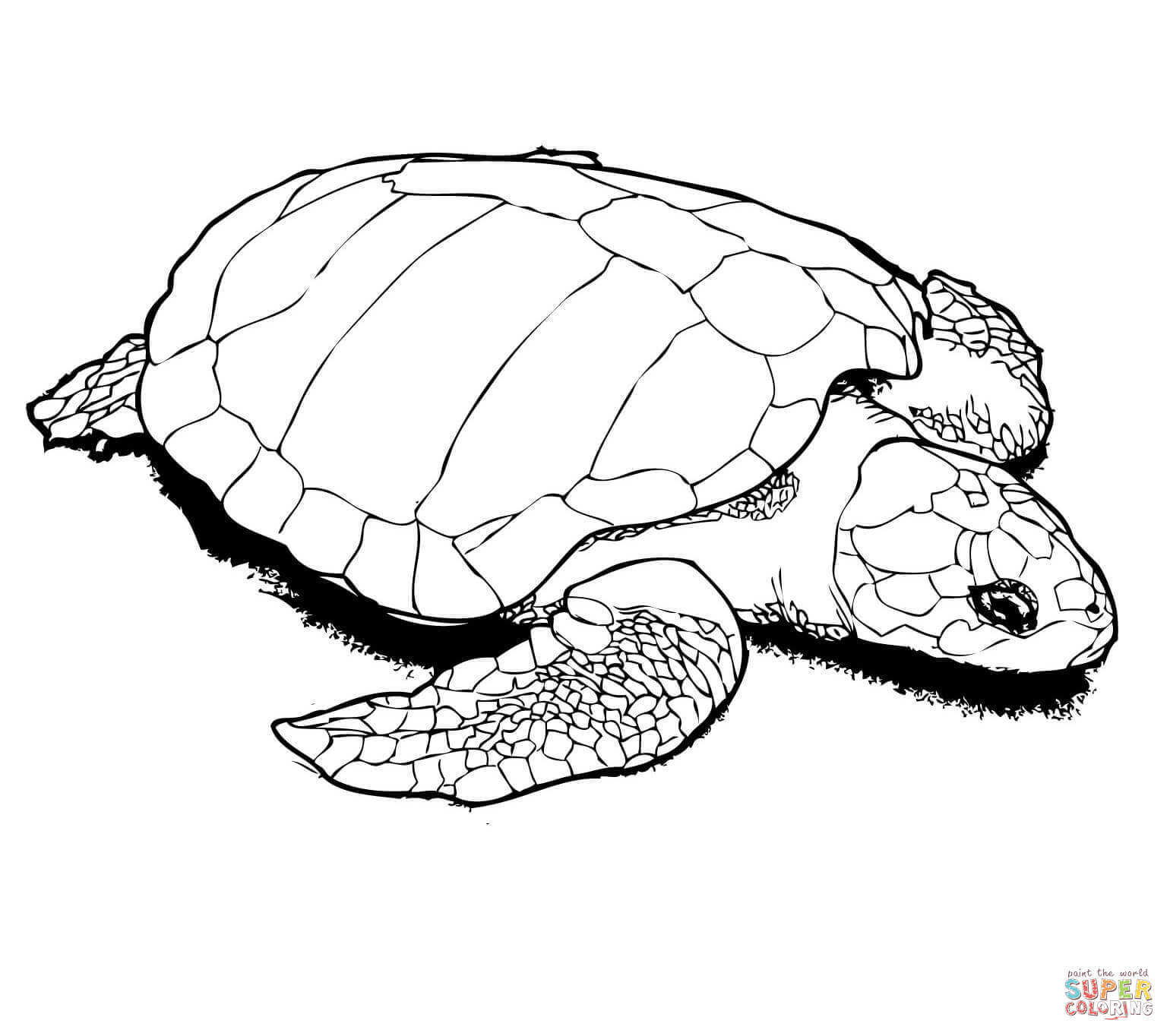 Turtles coloring pages | Free Coloring Pages