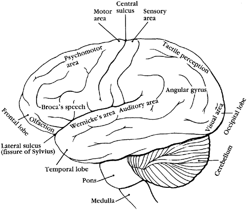 8. The Nervous System | Handbook of Pathophysiology