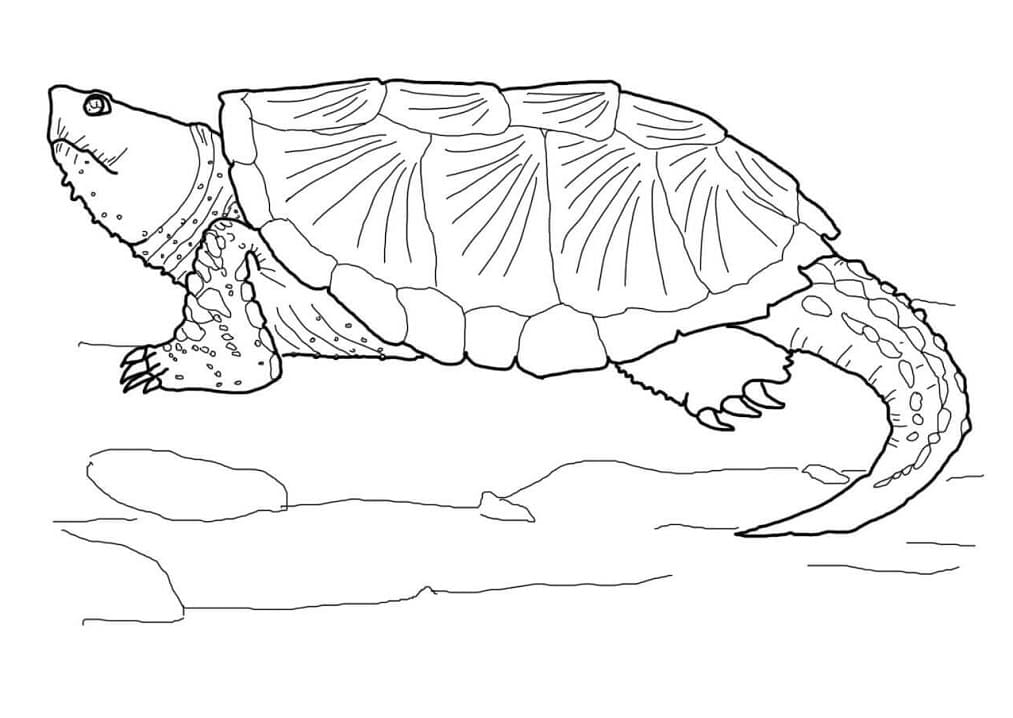 Common Snapping Turtle 1 coloring page Coloring Page - Free Printable Coloring  Pages for Kids
