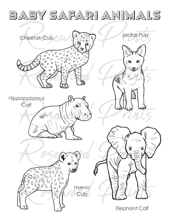 Baby Safari Animals Coloring Pages - Etsy