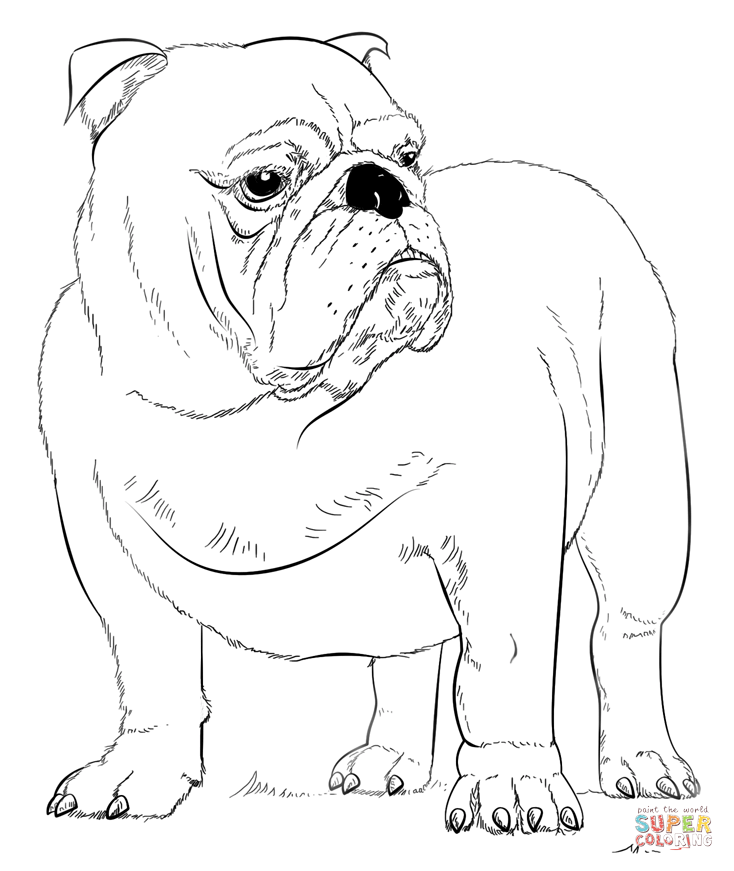 English Bulldog coloring page | Free Printable Coloring Pages